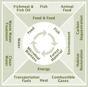The integrative cycle of TimberFish technology