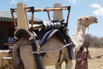 Camel Powered Mobile Health Clinics – Camels and solar fridges help Kenya’s nomads