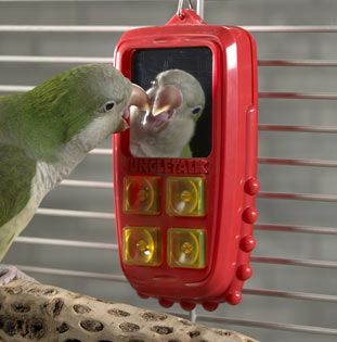 Talk n Play Toy – Because birds love gadgets too