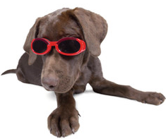 Canineprotectivegoggles2