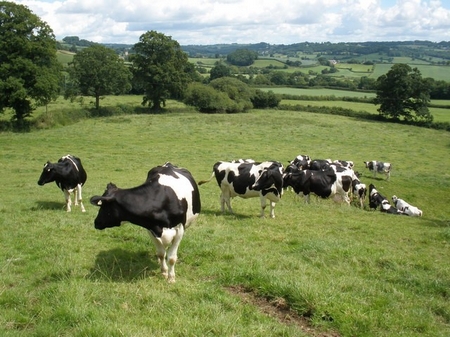 Genetically modified cows