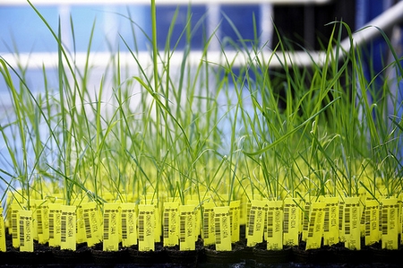 Genetically engineered rice