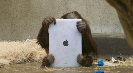 Orangutan with -ipad