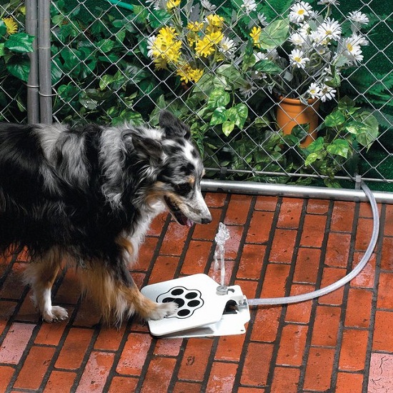 Doggie Fountain keeps Fido hydrated in the summer
