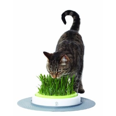 Catit Senses Grass Garden gives your cat a taste of the wild side