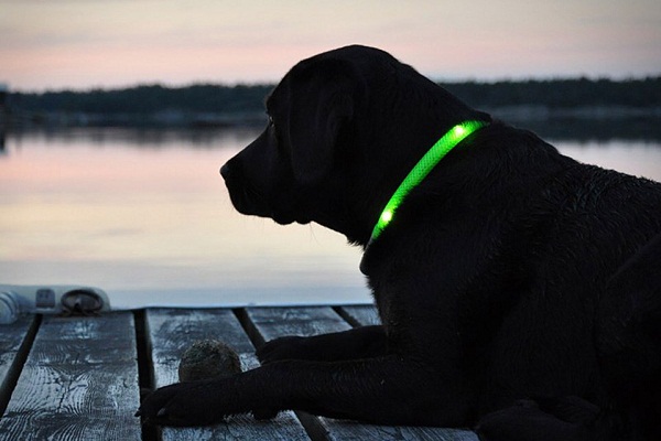 Glowdoggie will keep you from panicking about your pooch