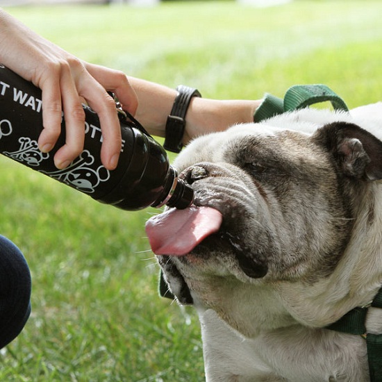 Pet Water Bottle keeps your pup hydrated without having to share saliva