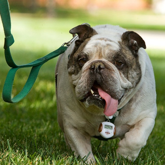 Pet Pedometer will let you know if Fido needs a few more walks