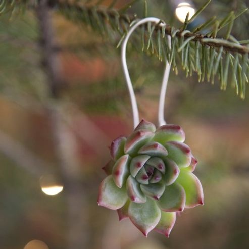 Succulent Ornaments will bring your Christmas tree to life