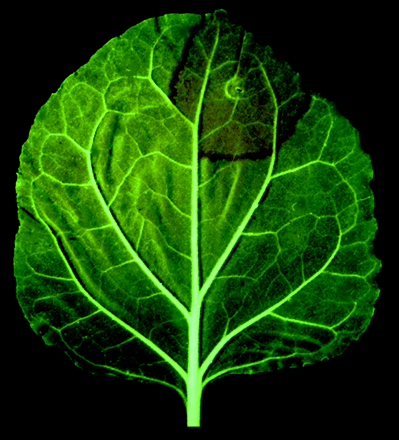 Transgenic (GMO) tobacco leaf