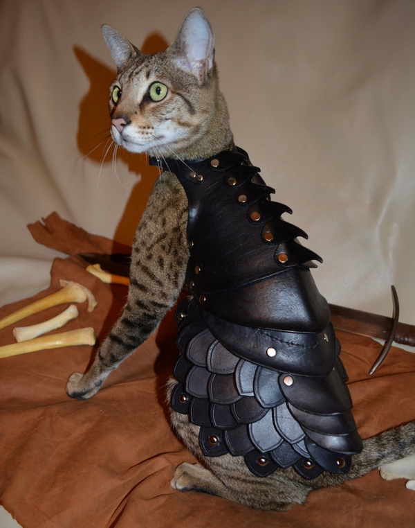 Cat Battle Armor – protect your moggy and profit?