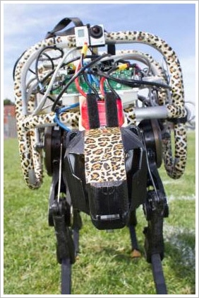 cheetahbot2