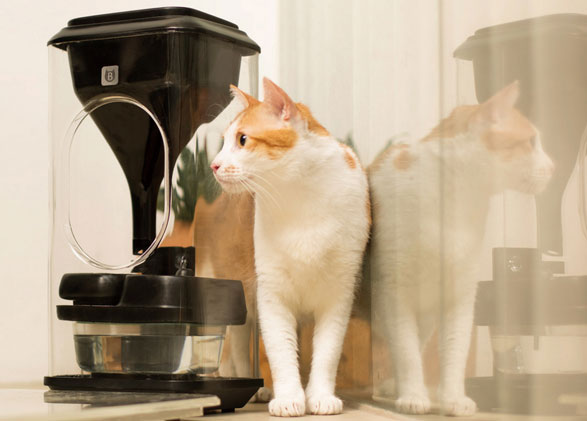 Bistro – the ultimate face recognition food bowl for crazy cat people