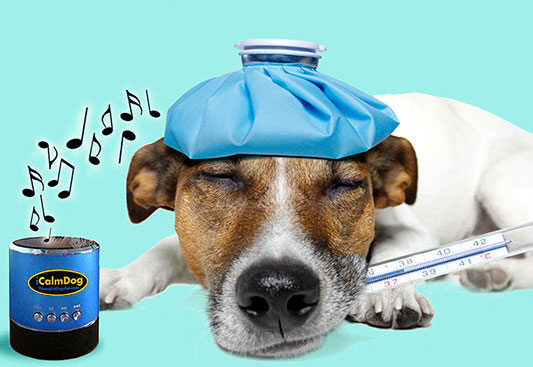iCalmDog – soothing music for your dog to chill to