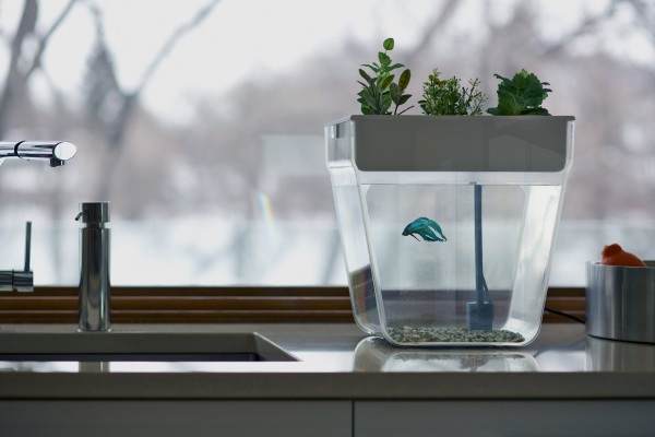Back to Roots AquaFarm – the desktop aquaponic farm for your office