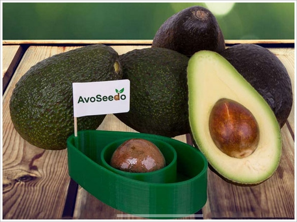 AvoSeedo – grow yourself an endless supply of free avocados