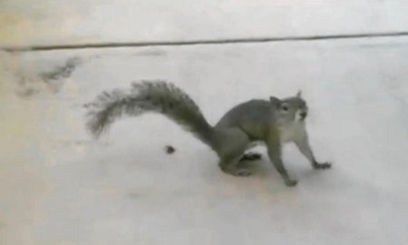 Squirrel culprit