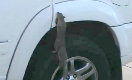 Squirrel eats Toyota 2