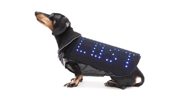 Disco Dog – turn your dog into a party with every walk you take
