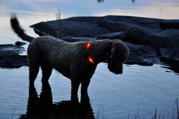 Glowdoggie – a glow in the dark collar for rural living