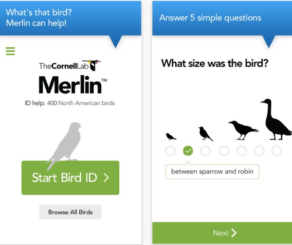 Merlin Bird ID App – was that a crow or a blackbird? There’s an app for that [FREEWARE]