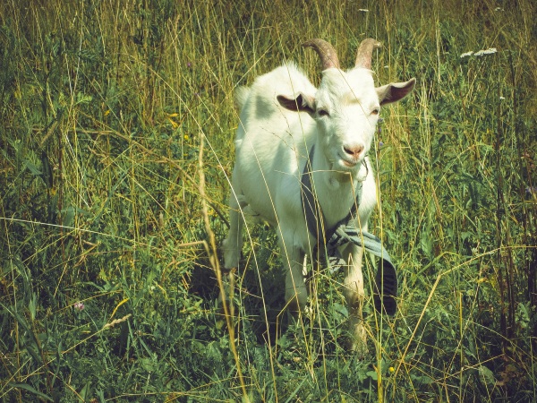 Hire A Goat Grazer – use goats to take out your overgrown lawn