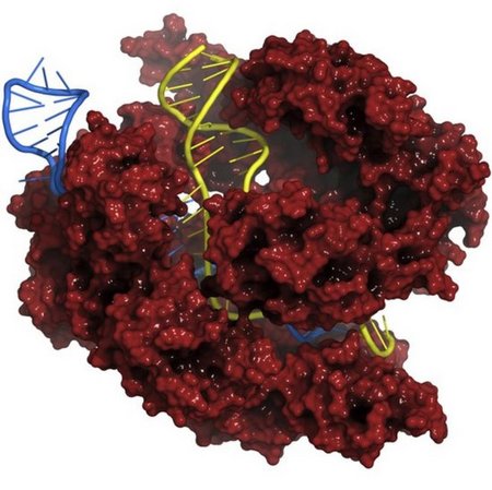 Gene editing tool CRISPR-CAS9