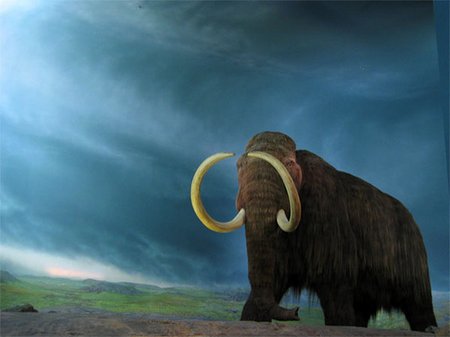 Woolly mammoth, photo by Rob Pongsajapan, flickr