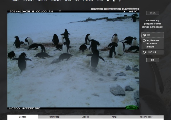 PenguinWatch 2.0 – help science by looking at penguin pictures