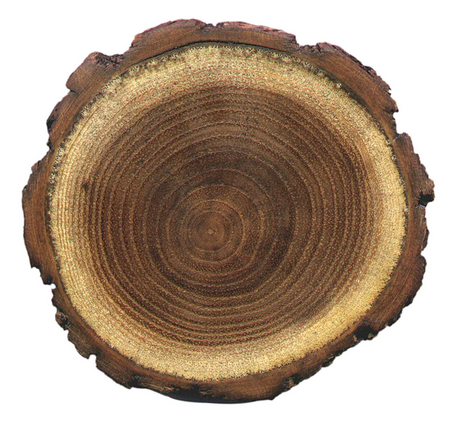 Tree ring slice