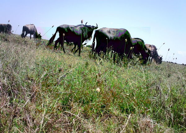 Snapshot Serengeti – help identify wildlife for science