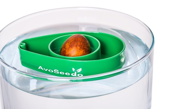 AvoSeedo – grow your own avocado straight from the pit
