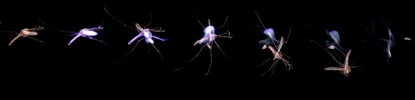 Photonic Fence – solving the mosquito problem with lasers
