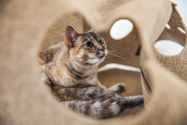 Ripple Rug – the play mat made for cats