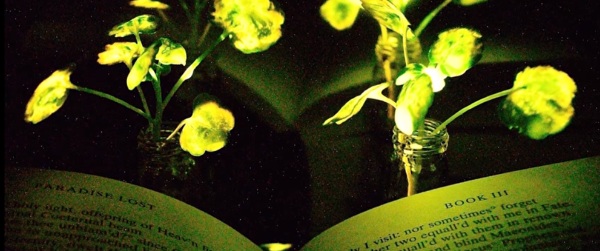 Glowing Plants – MIT is working on making nature really light up
