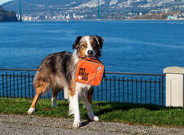 Pet First Aid Kit – know what to do for your next pet emergency