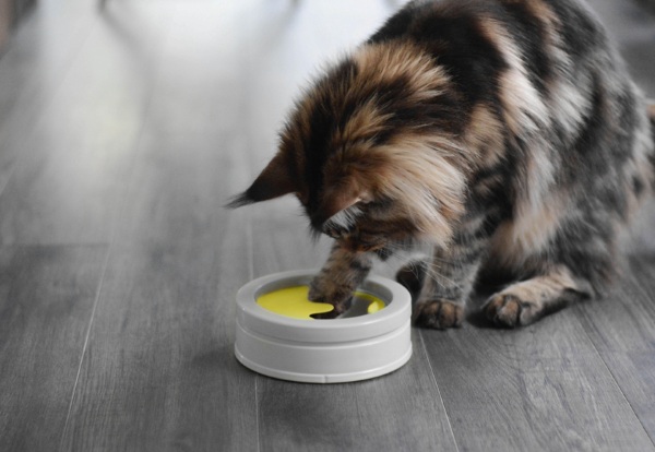Intellikatt – a better cat bowl
