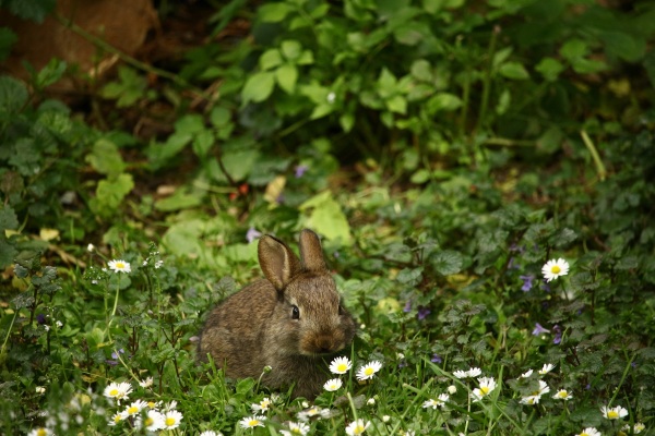 Plants with Rabbit DNA Clean Air Better – new study reveals that unlikely pairing make better air purifiers