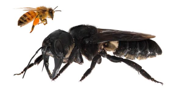 Resin Bee – the world’s biggest bee – is back in action after being missing for 38-years