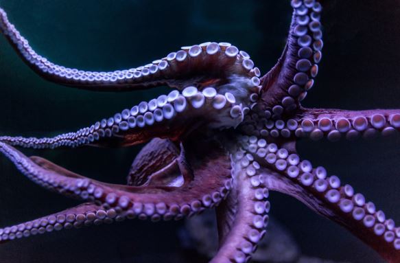Squid Protein – an eco friendly substitute for plastic?