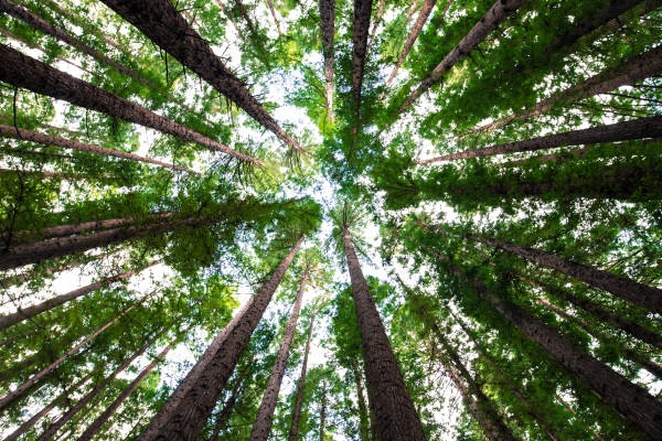 Natural Forests as Carbon Captures – this does not mean more farming