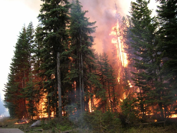 Disturbances In the Forest – catastrophic events release carbon