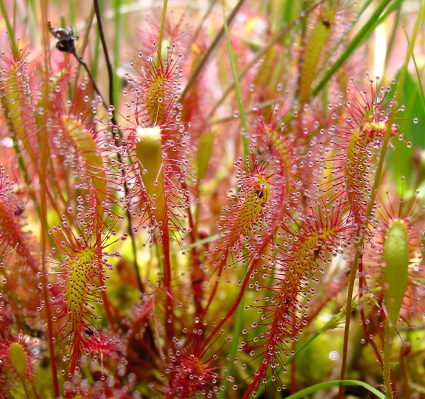 The Great Sundew – this hungry little plant is getting a second chance