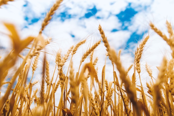 Drought Resistant Barley – gene discovered that gives barley a boost in survival