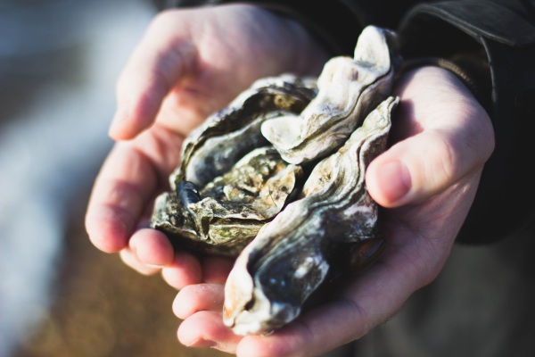 Oysters for the Shorelines – natural oyster colonies can help push against climate change fueled loss
