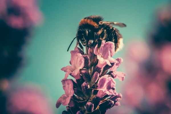 Rewilding Bees – a different strategy for saving the bee