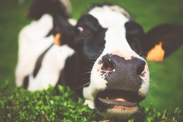 VR Headsets for Cows – an interesting experiment in anxiety reduction