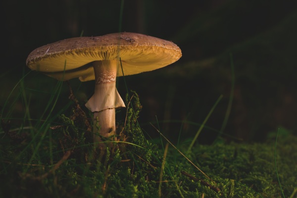 Fungi is Important To Carbon Sinks – human activity has weakened it’s ability to help