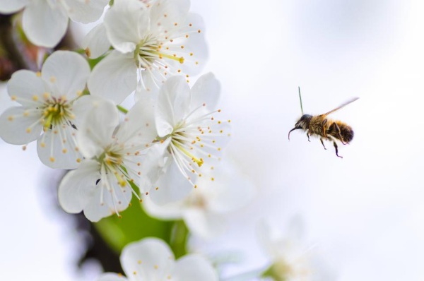 Almonds and Bees – industrial orchards reliance on the insects are killing them