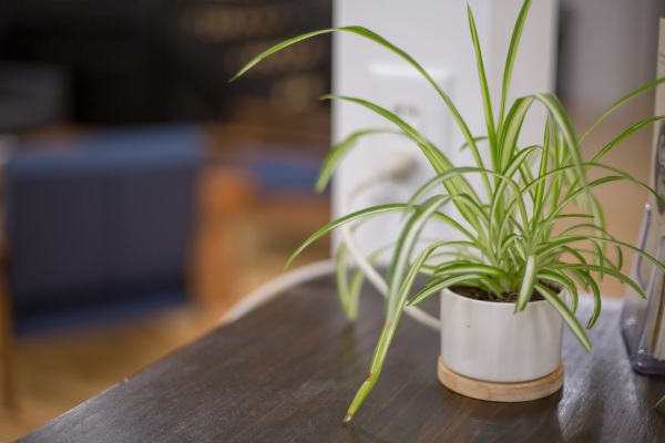 Are Houseplants Bad – is your fern more trouble than it’s worth?